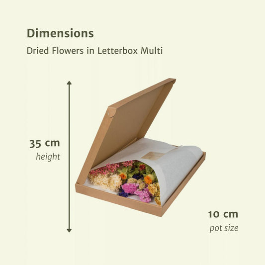 Droogbloemen Brievenbuspakket  gekleurd multi