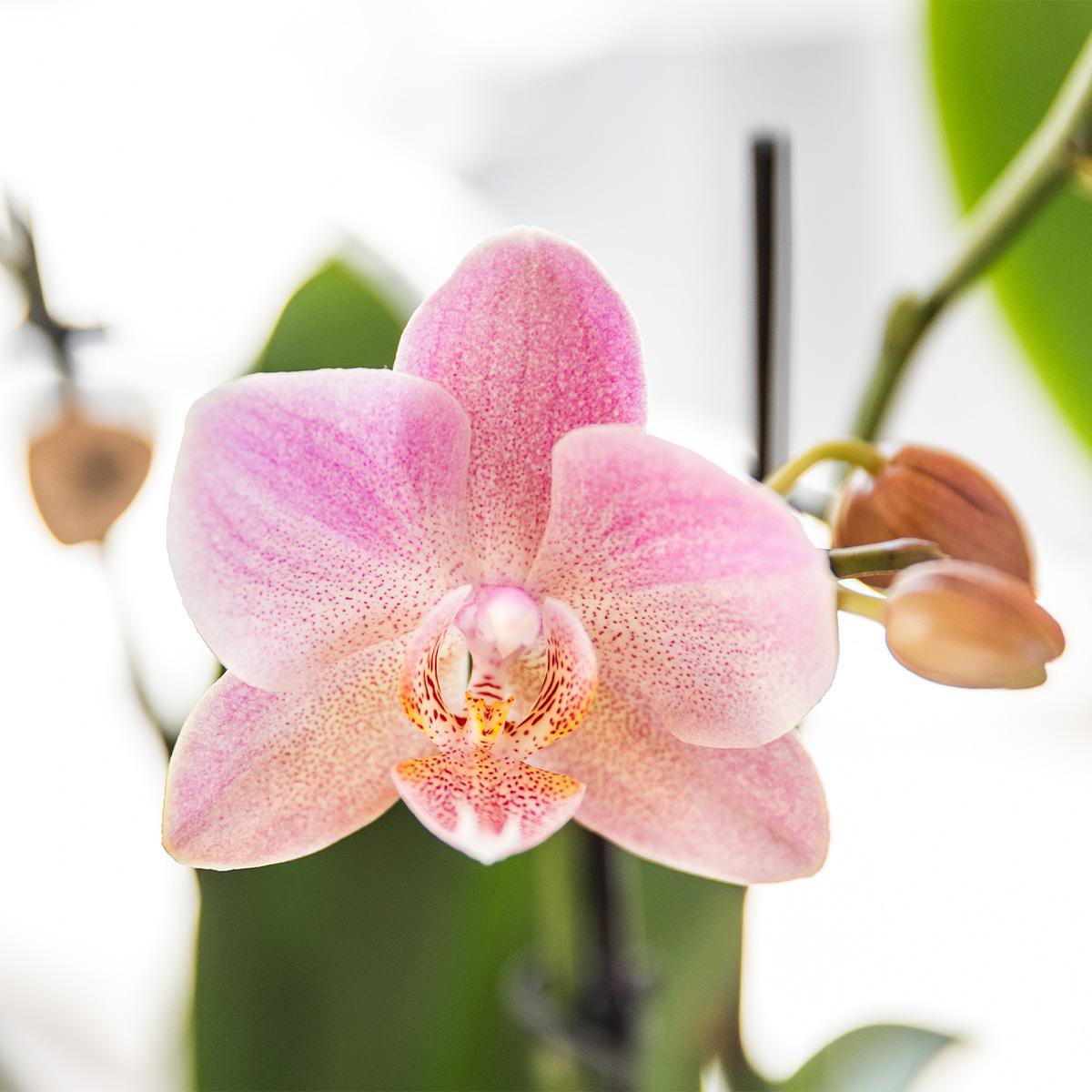 Bundel van 2 oud roze Phalaenopsis orchideeën potmaat Ø12cm