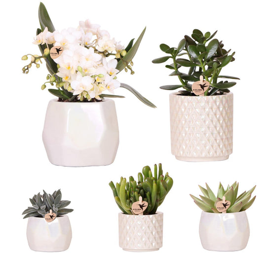 Serene White Set van 5 planten in pot Ø9cm & Ø6cm