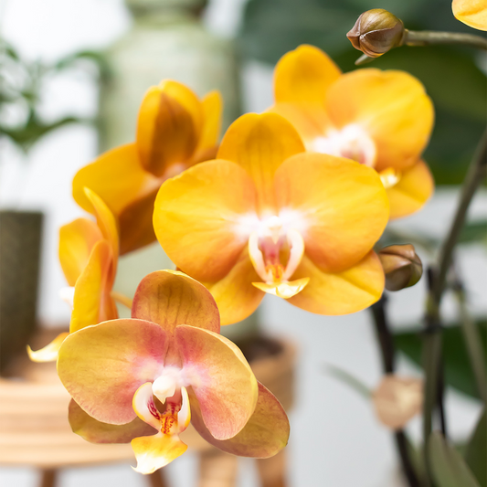 Bundel van 4 gele Phalaenopsis orchideeën potmaat Ø12cm
