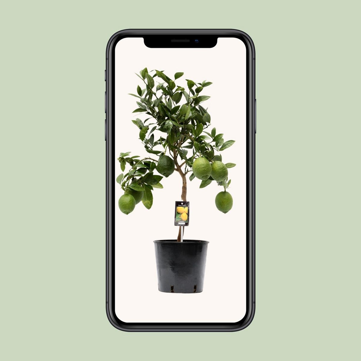 Citrus citroen boom Ø22cm - ↕80cm