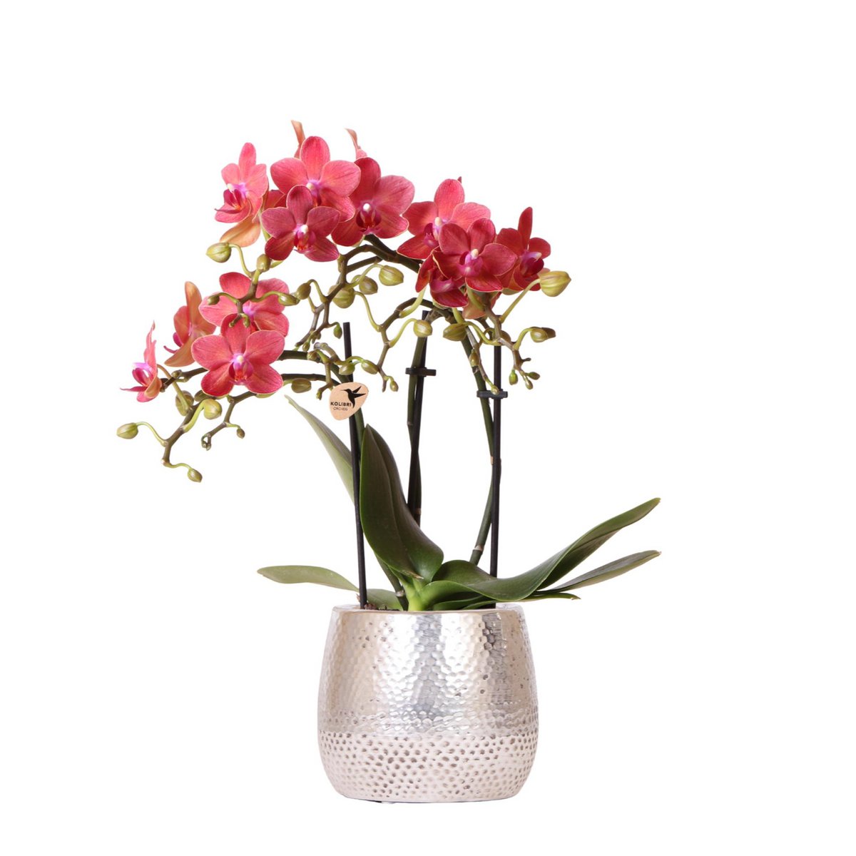 Rode Phalaenopsis orchidee luxe zilveren pot Ø9cm
