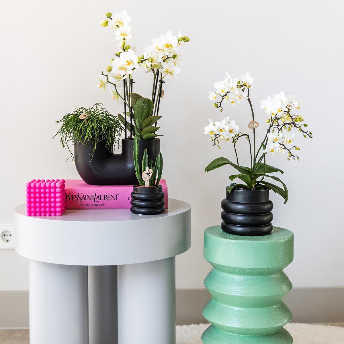 Witte phalaenopsis orchi  Bubble pot Black potmaat Ø9cm
