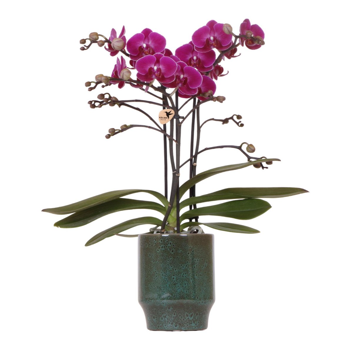 Paarse phalaenopsis orchidee Classy Green potmaat Ø9cm