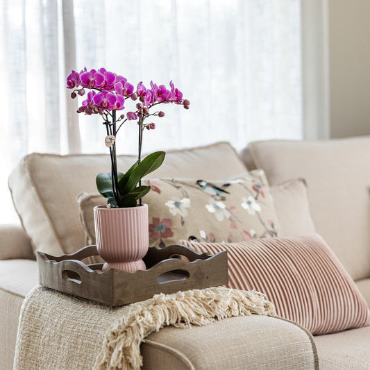 Roze paarse phalaenopsis orchidee Elegance pot Roze- potmaat Ø9cm