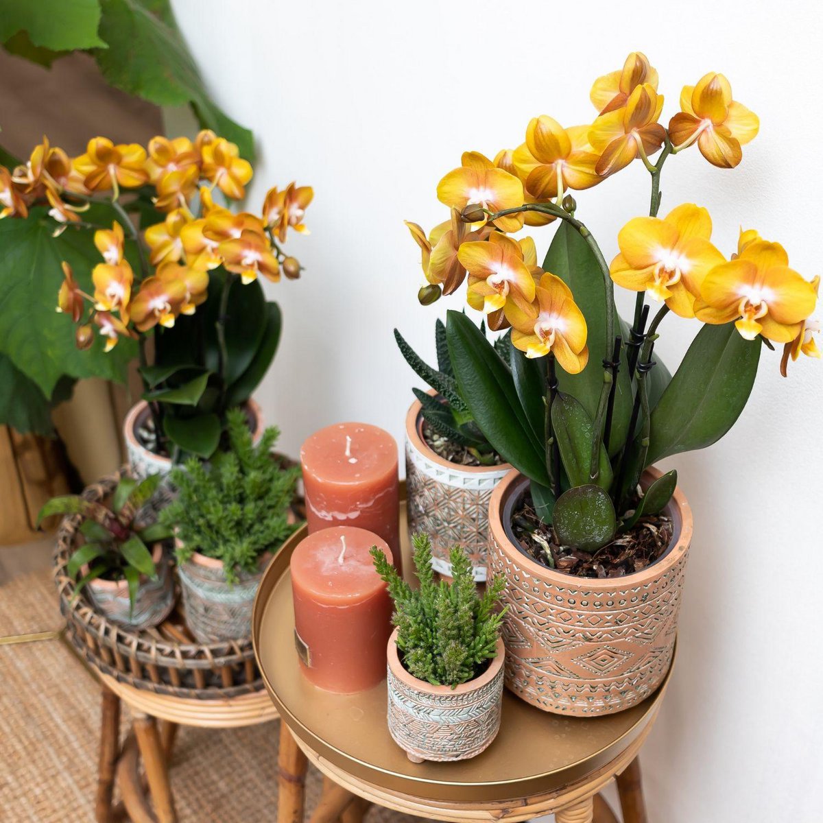 Oranje gouden Phalaenopsis orchidee Ø12cm