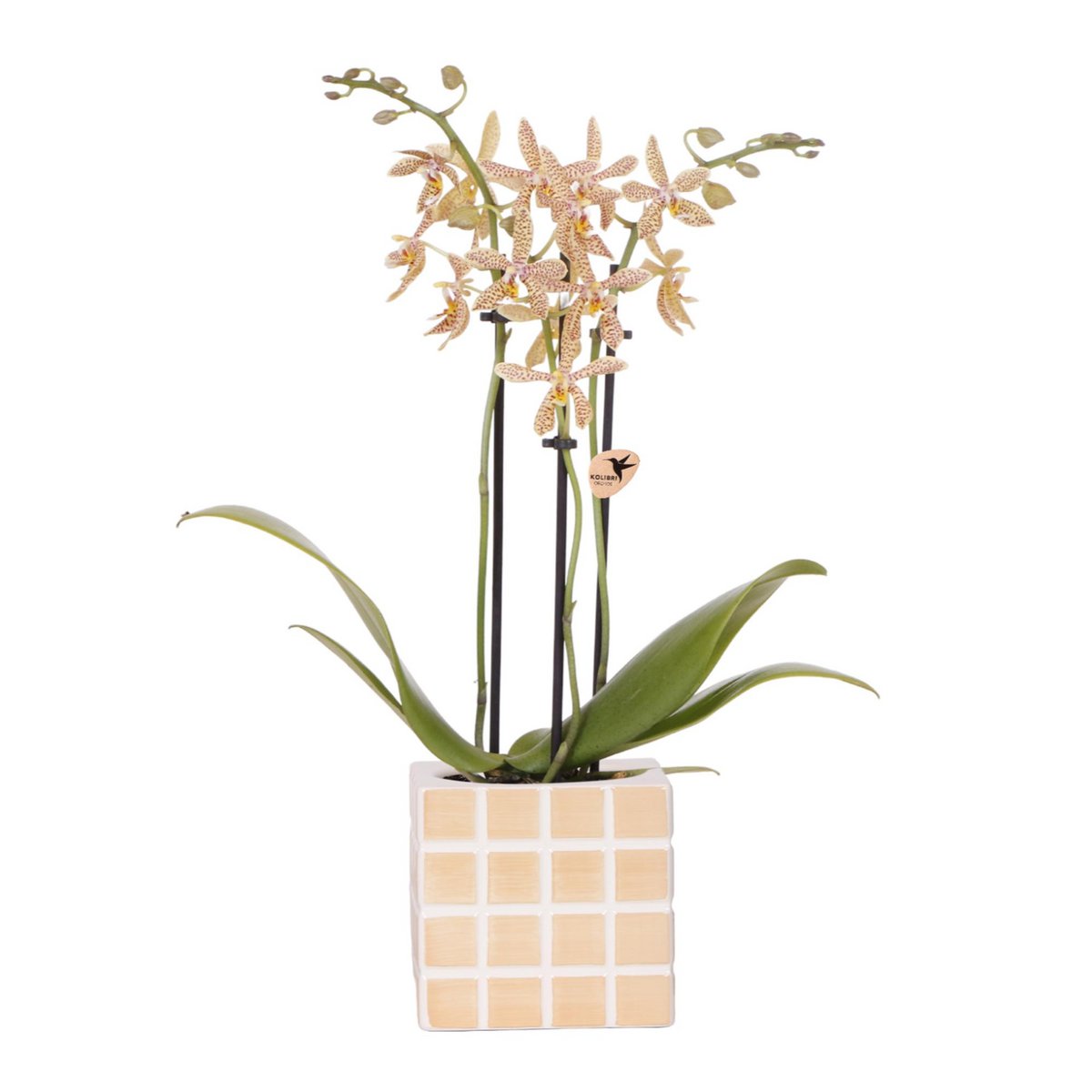 Oranje Spider orchidee in Orange Cube sierpot Ø9cm