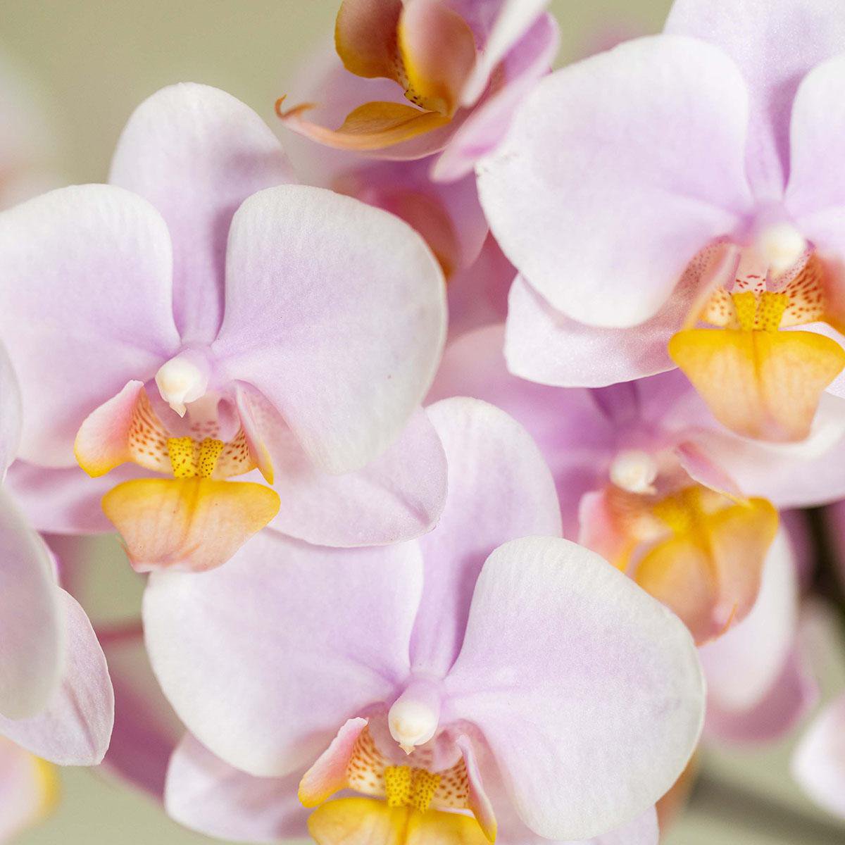 Plantenset Valentine Baby Pink Roze Phalaenopsis Orchidee Andorra en Succulent incl. keramieken sierpotten