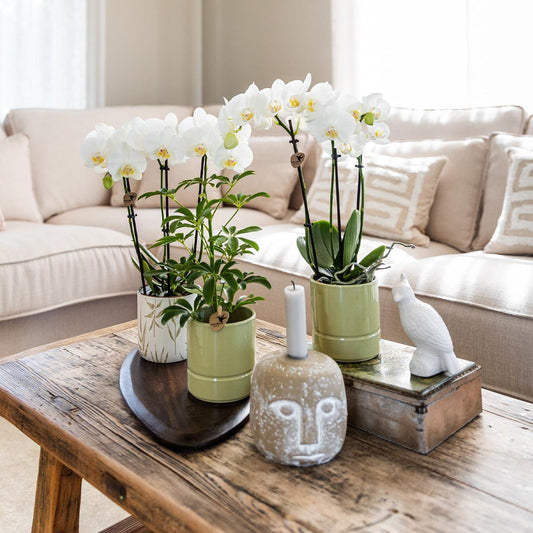 Witte Phalaenopsis orchidee Pastel pot Green potmaat Ø9cm