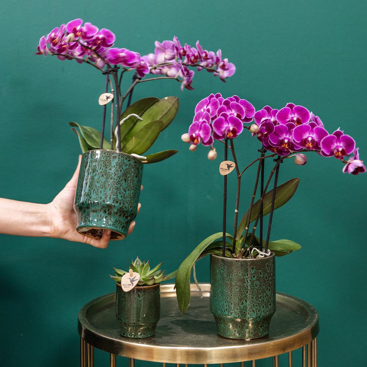 Paarse phalaenopsis orchidee Classy Green potmaat Ø9cm