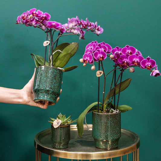 Paarse phalaenopsis orchidee Classy Green potmaat Ø9cm
