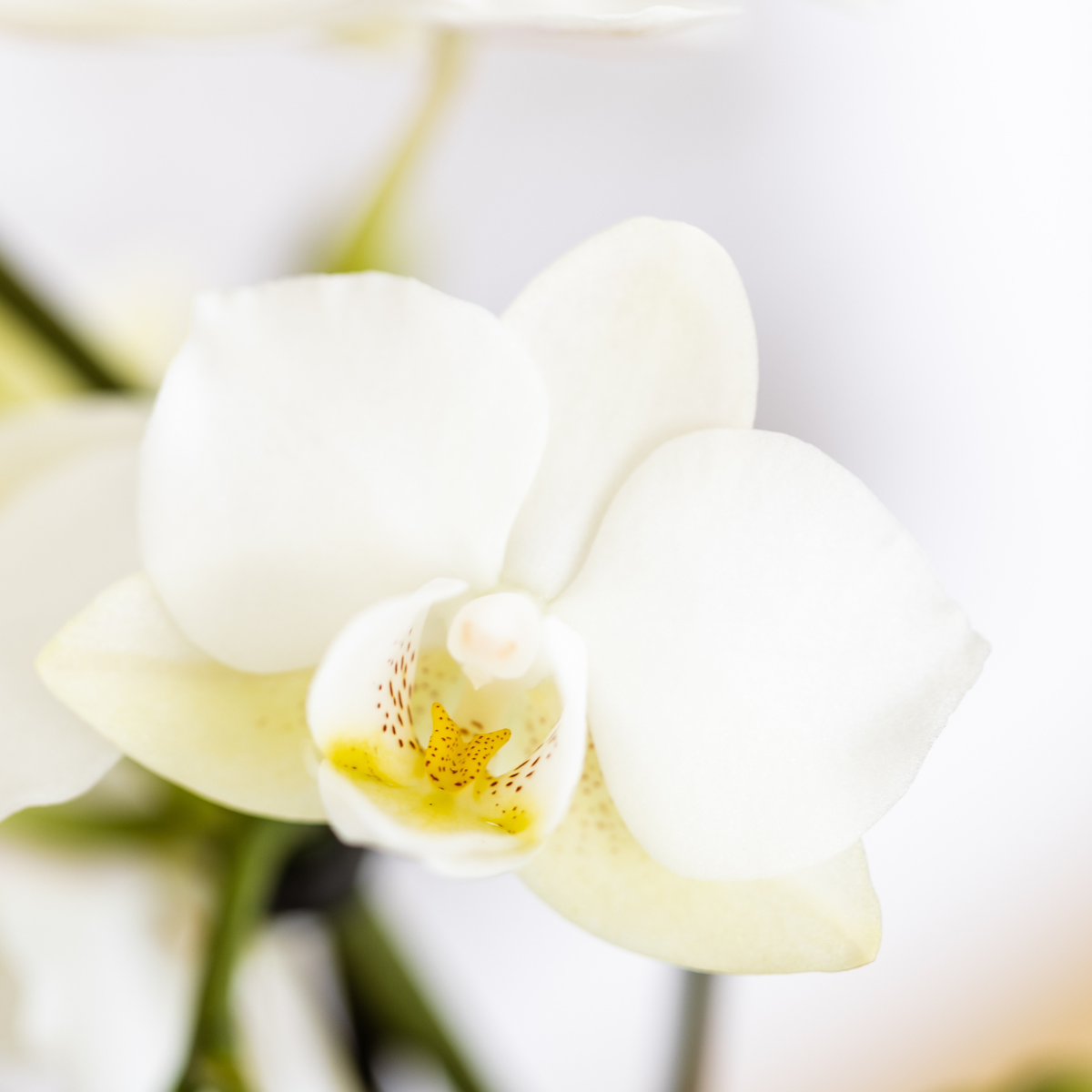 Plantenset Terra Glow Witte Phalaenopsis Orchidee Lausanne en Succulenten incl. keramieken sierpotten