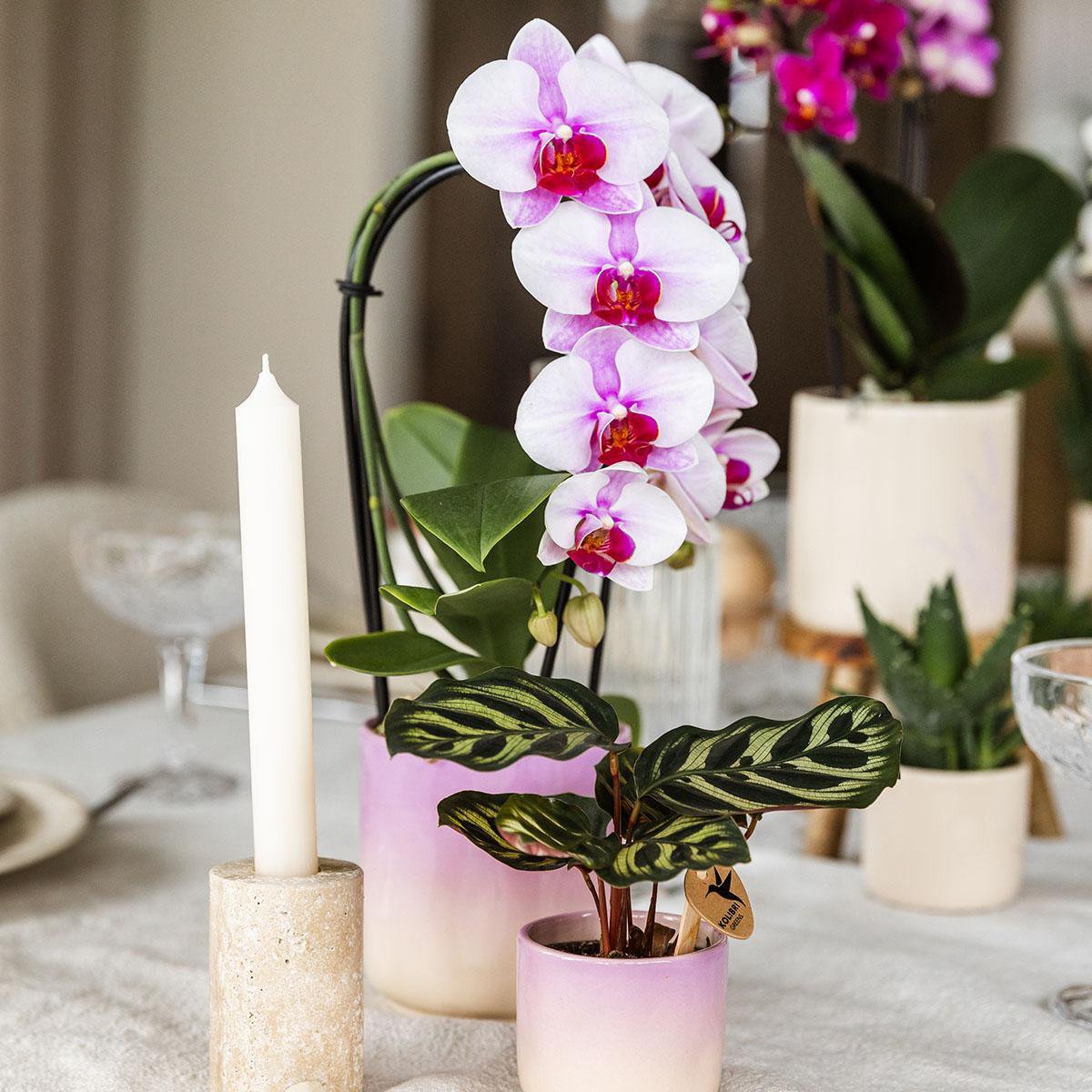 Pink Orchid Ombre Pot Pink White Ø9cm