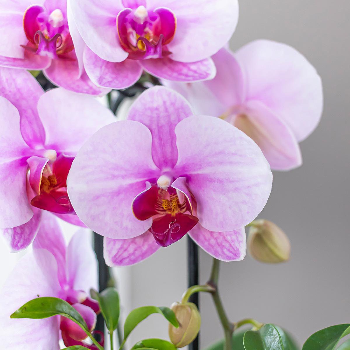 Roze Phalaenopsis orchidee Ø9cm