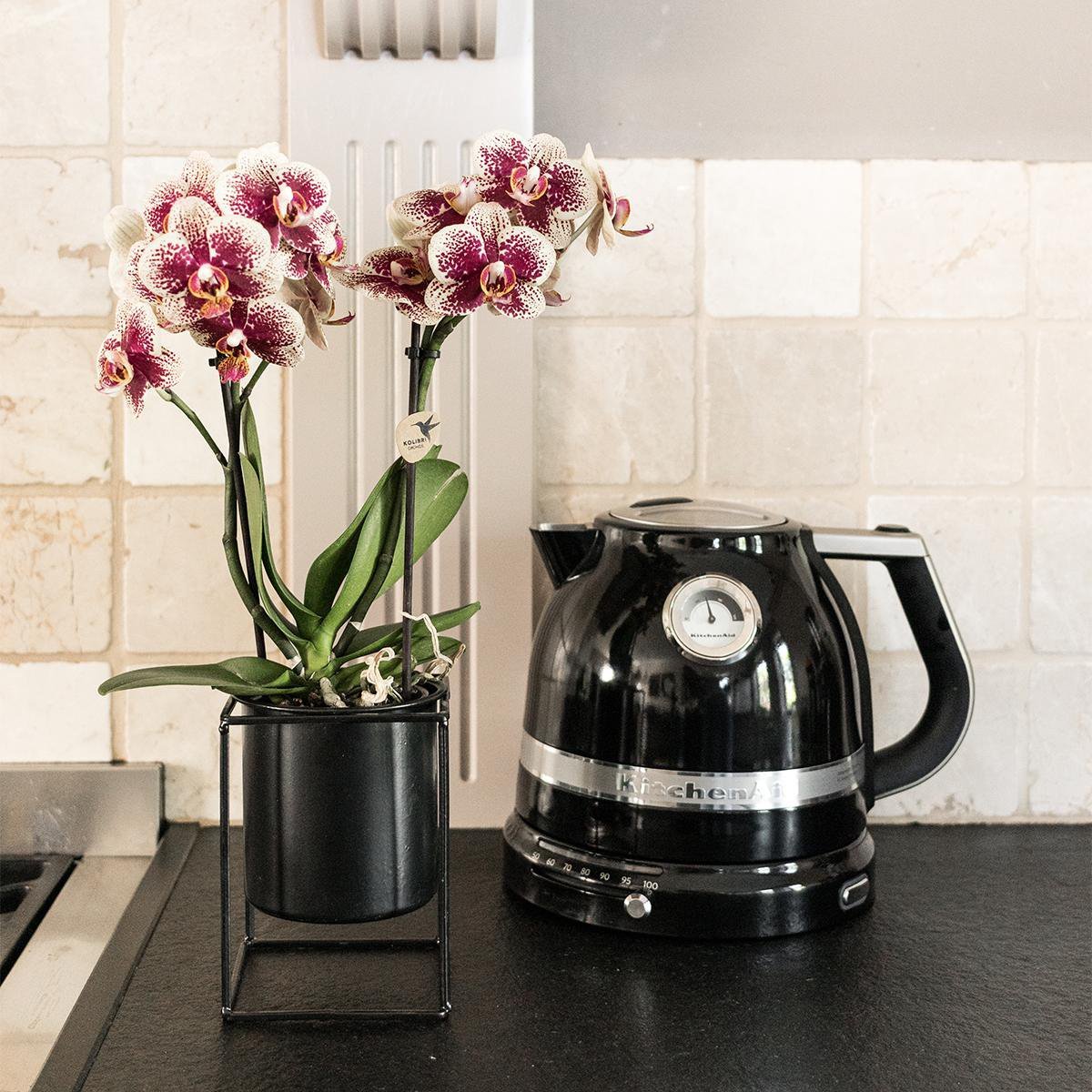 Bundel van 2 geel rode phalaenopsis orchideeën  potmaat Ø9cm