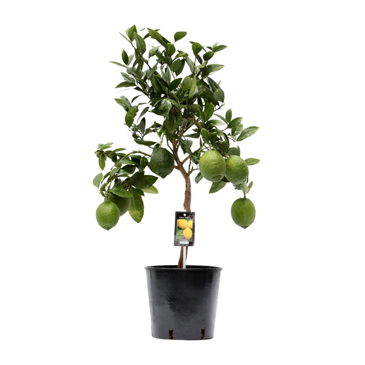 Citrus citroen boom Ø22cm - ↕80cm