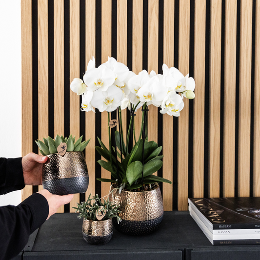 Bundel van 2 witte Phalaenopsis orchideeën potmaat Ø12cm