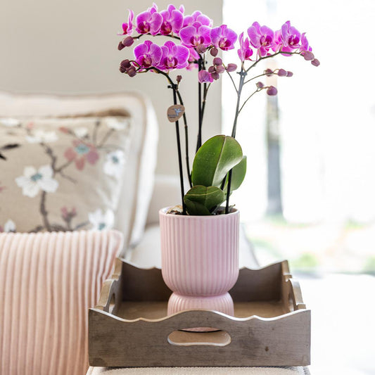 Elegance pot Pink Keramiek Ø12cm