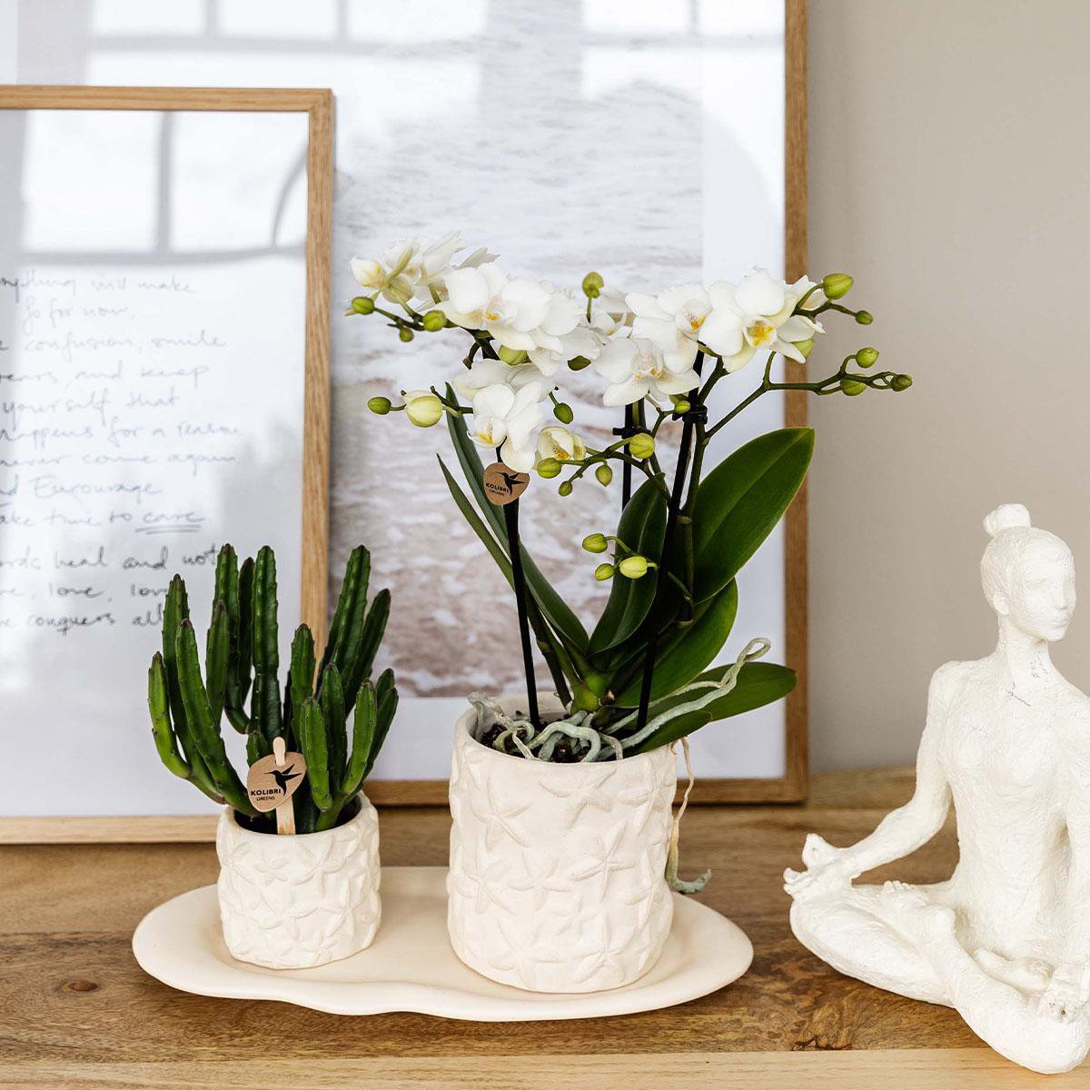 Plantenset Zeesterren small Witte Phalaenopsis Orchidee Lausanne en Succulent incl. keramieken sierpotten op wit organisch dienblad
