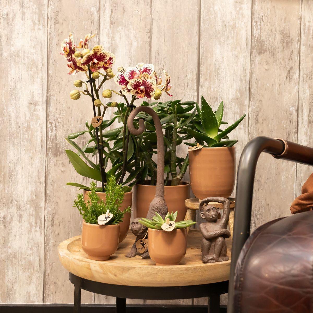 Bundel van 2 geel rode phalaenopsis orchideeën  potmaat Ø9cm