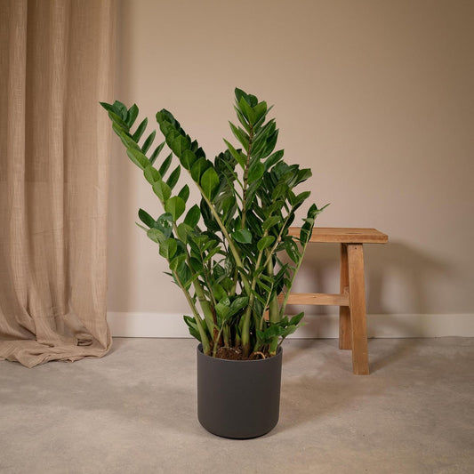 Zamioculcas Zamiifolia Emerald palm - Ø21cm - H80cm