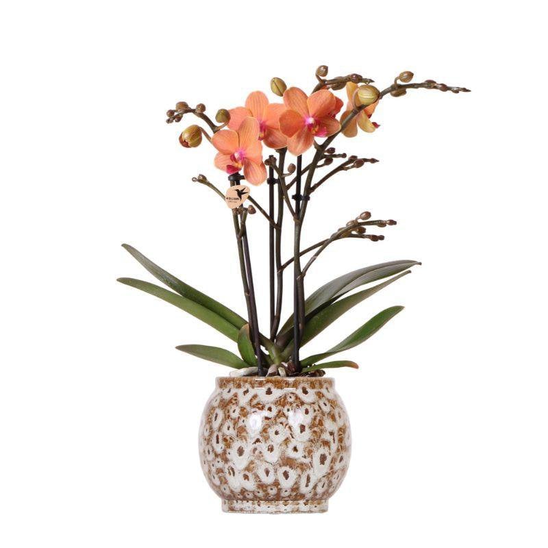 Oranje Phalaenopsis orchidee Botanic Bliss Ø9cm
