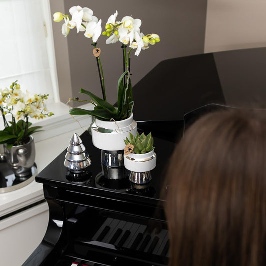 Luxe Set van witte orchidee en Succulent op zilveren dienblad