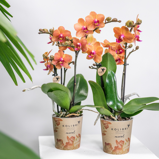Bundel van 4 oranje Phalaenopsis orchideeën potmaat Ø9cm