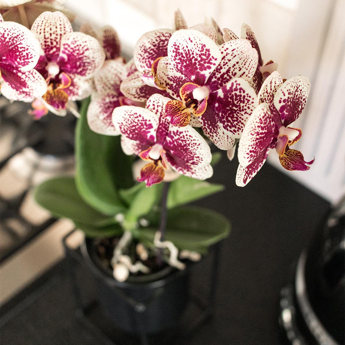 Bundel van 2 geel rode phalaenopsis orchideeën  potmaat Ø9cm
