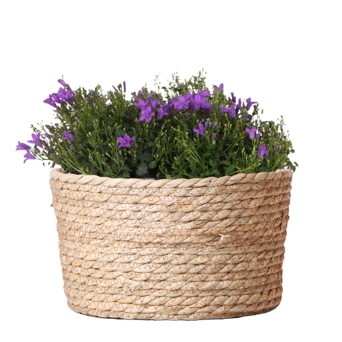 Campanula Addenda Ambella Paars Rieten mand met Campanula met watergeefsysteem 3 stuks 12cm