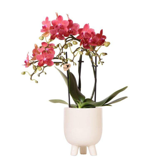 Rode Phalaenopsis orchidee pot travertine  Ø9cm