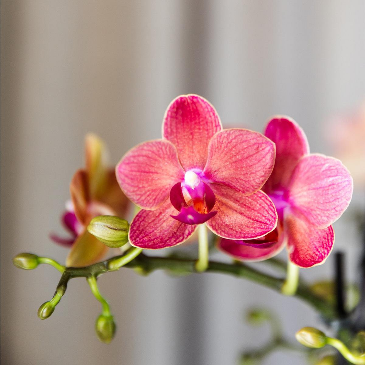 Bundel van 4 oranje Phalaenopsis orchideeën potmaat Ø9cm