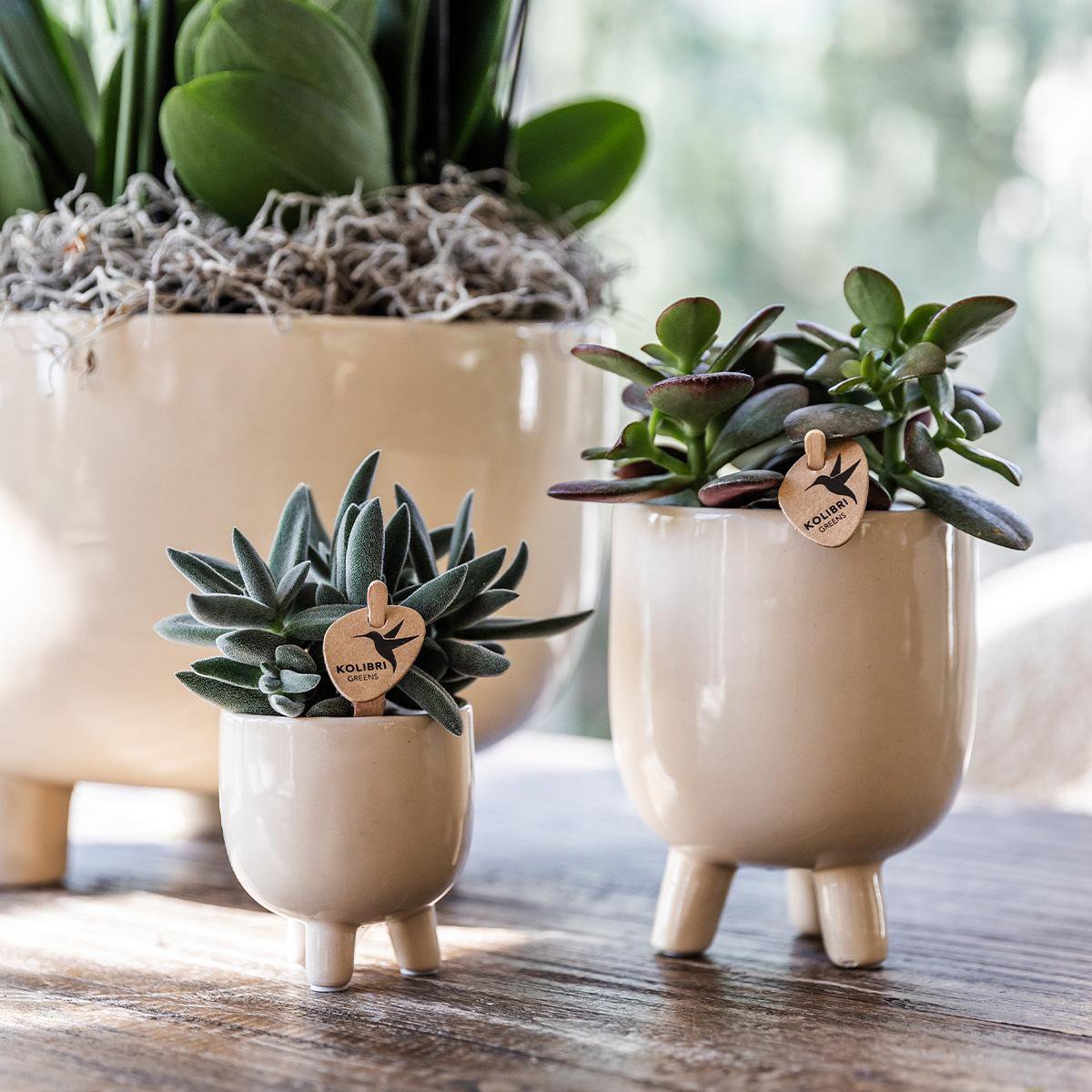 Rode Phalaenopsis orchidee pot travertine  Ø9cm