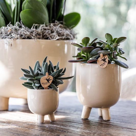 Rode Phalaenopsis orchidee pot travertine  Ø9cm