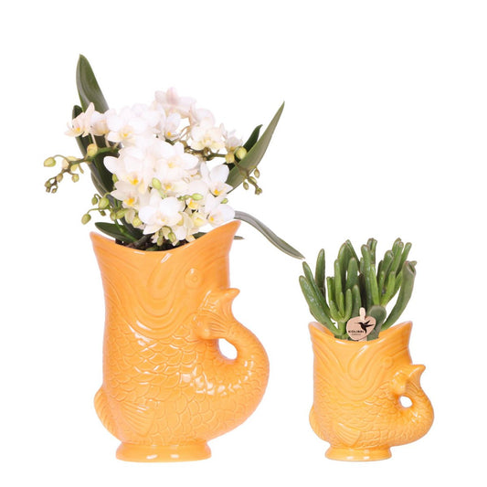 Set van witte orchidee Sierlijke Gele Vis Bloempot Potmaat Ø9cm en Ø6cm bloeiende kamerplant
