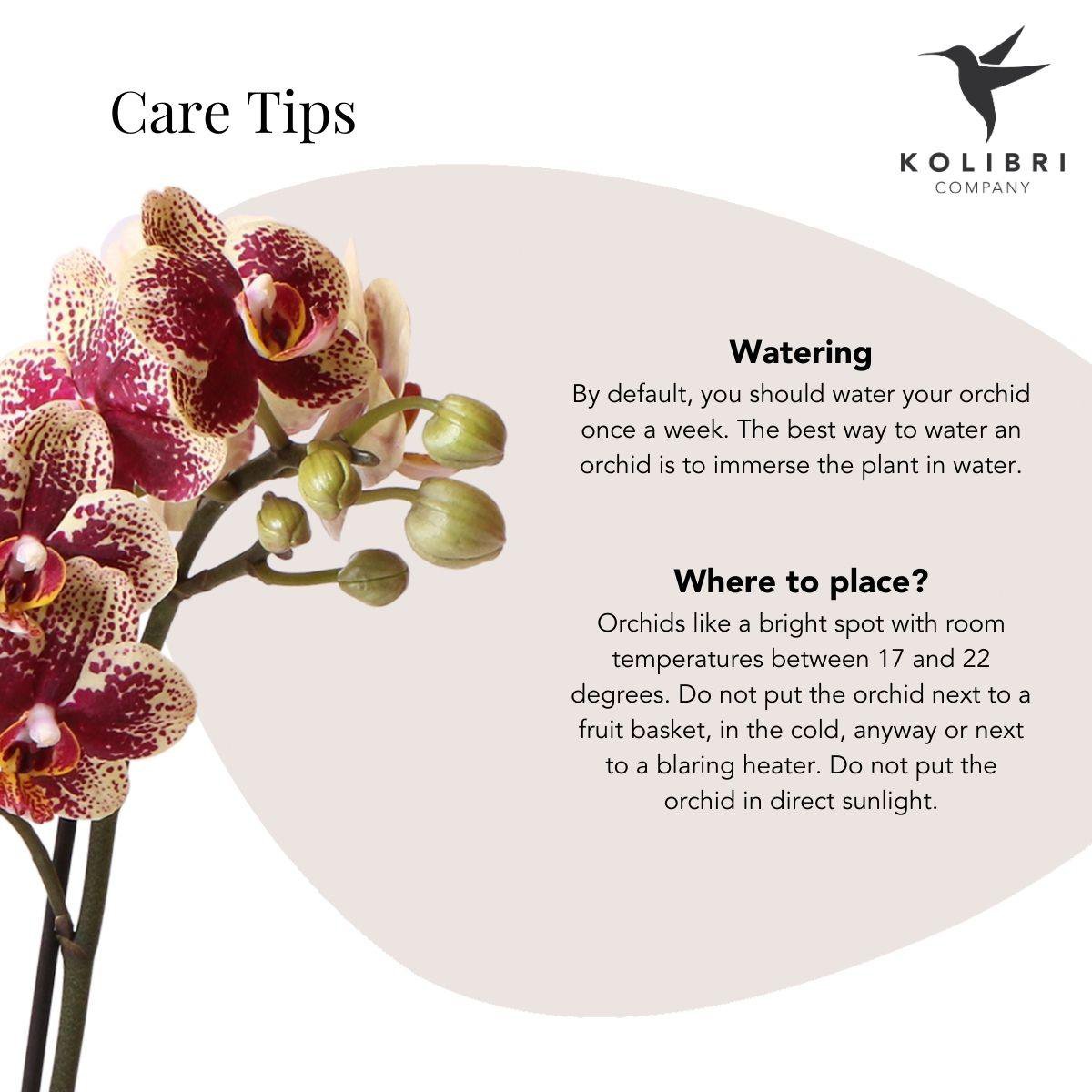 Geel Rode Phalaenopsis orchidee luxe koperen pot Ø9cm