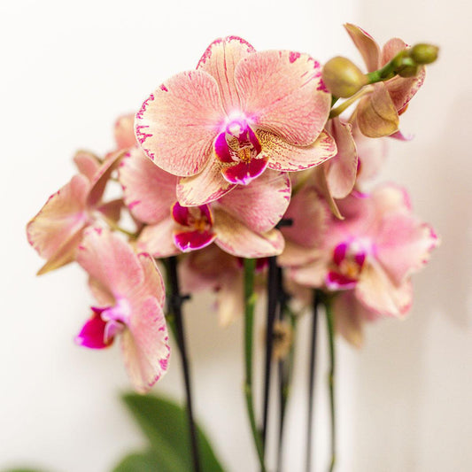 Honey Bee Surprise box mix  4 verschillende orchideeën 12cm