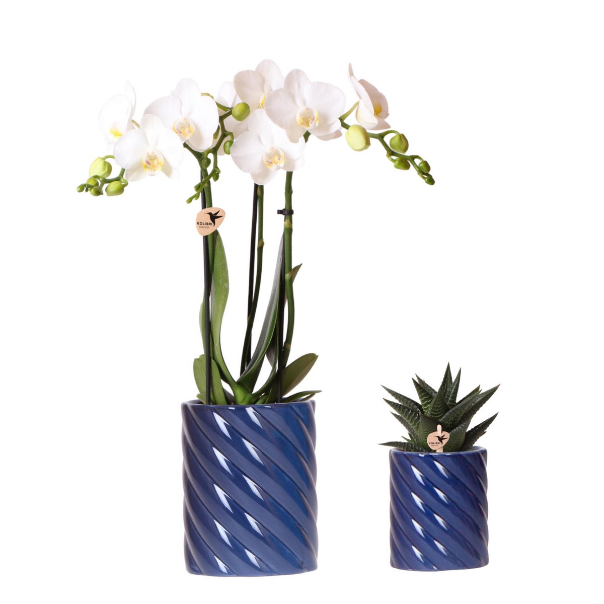 Gift Set van witte orchidee Amabilis en succulent in Snoep sierpotten blauw