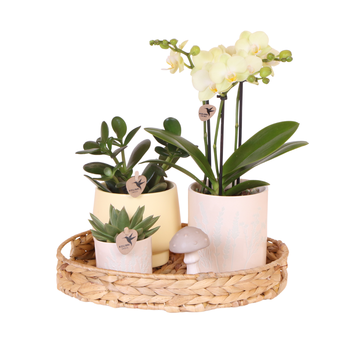 Bloom Harmony Gift Set Gele Phalaenopsis Orchidee &amp; Groene Planten in Sierpotten op Bamboe Plateau