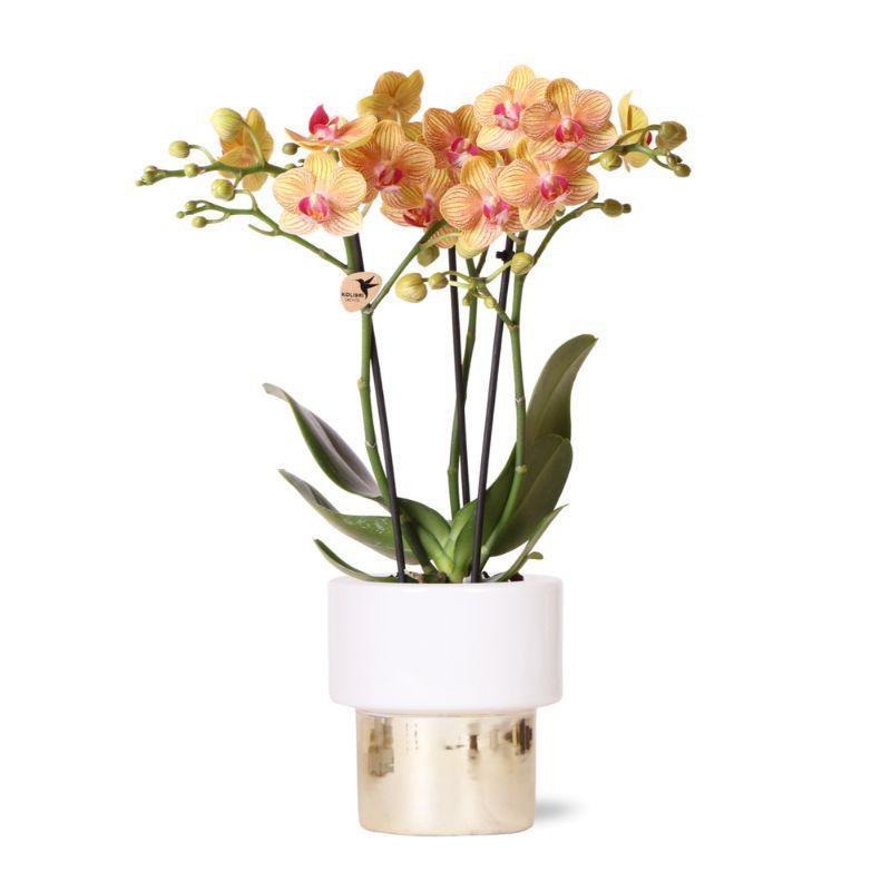 Oranje Phalaenopsis orchidee GOLD pot White  Ø9cm