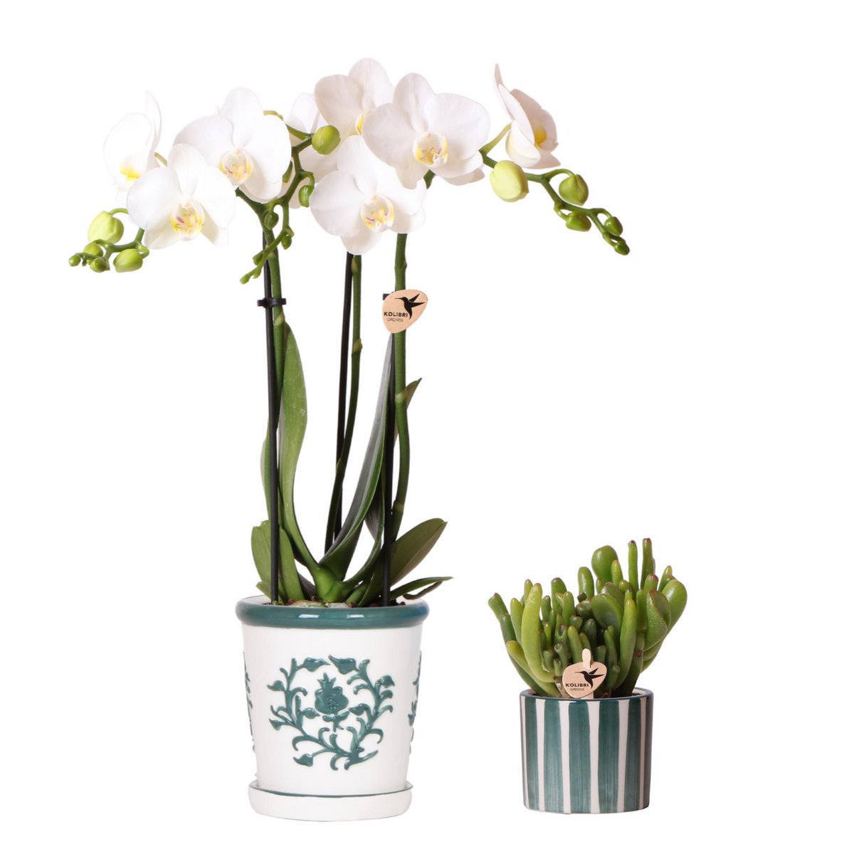 Set van witte orchidee Amabilis in Dutch Groen pot en Painting Sierpot  Ø9cm & Ø6cm