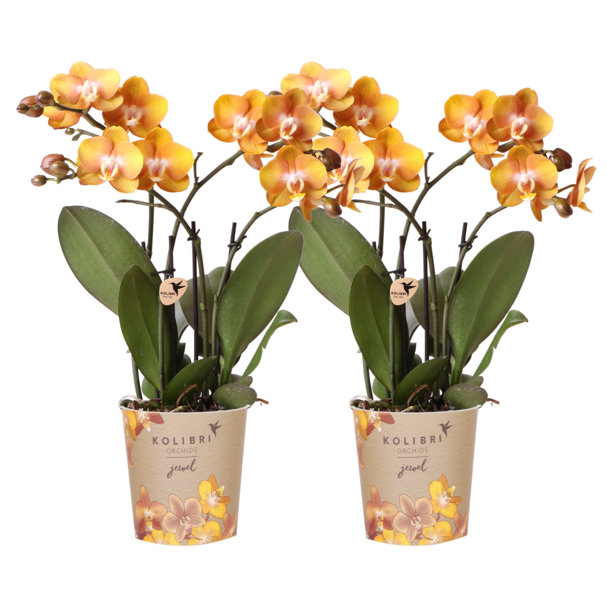 Bundel van 2 Phalaenopsis orchideeën  potmaat Ø12cm