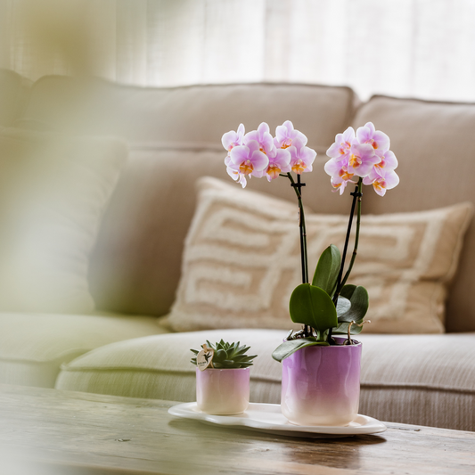 Plantenset Valentine Baby Pink Roze Phalaenopsis Orchidee Andorra en Succulent incl. keramieken sierpotten