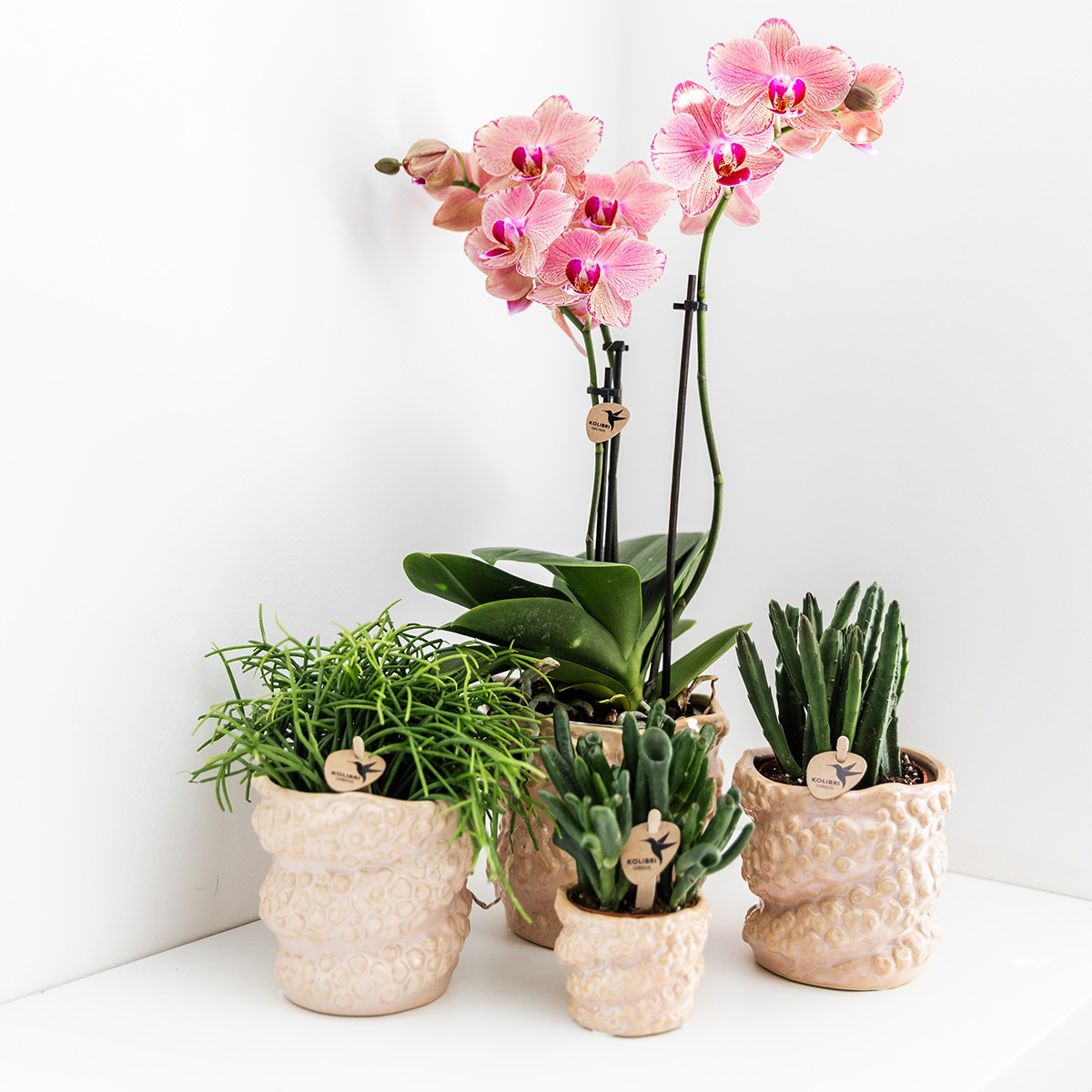 Bundel van 4 Phalaenopsis orchideeën Pirate Picotee potmaat Ø12cm