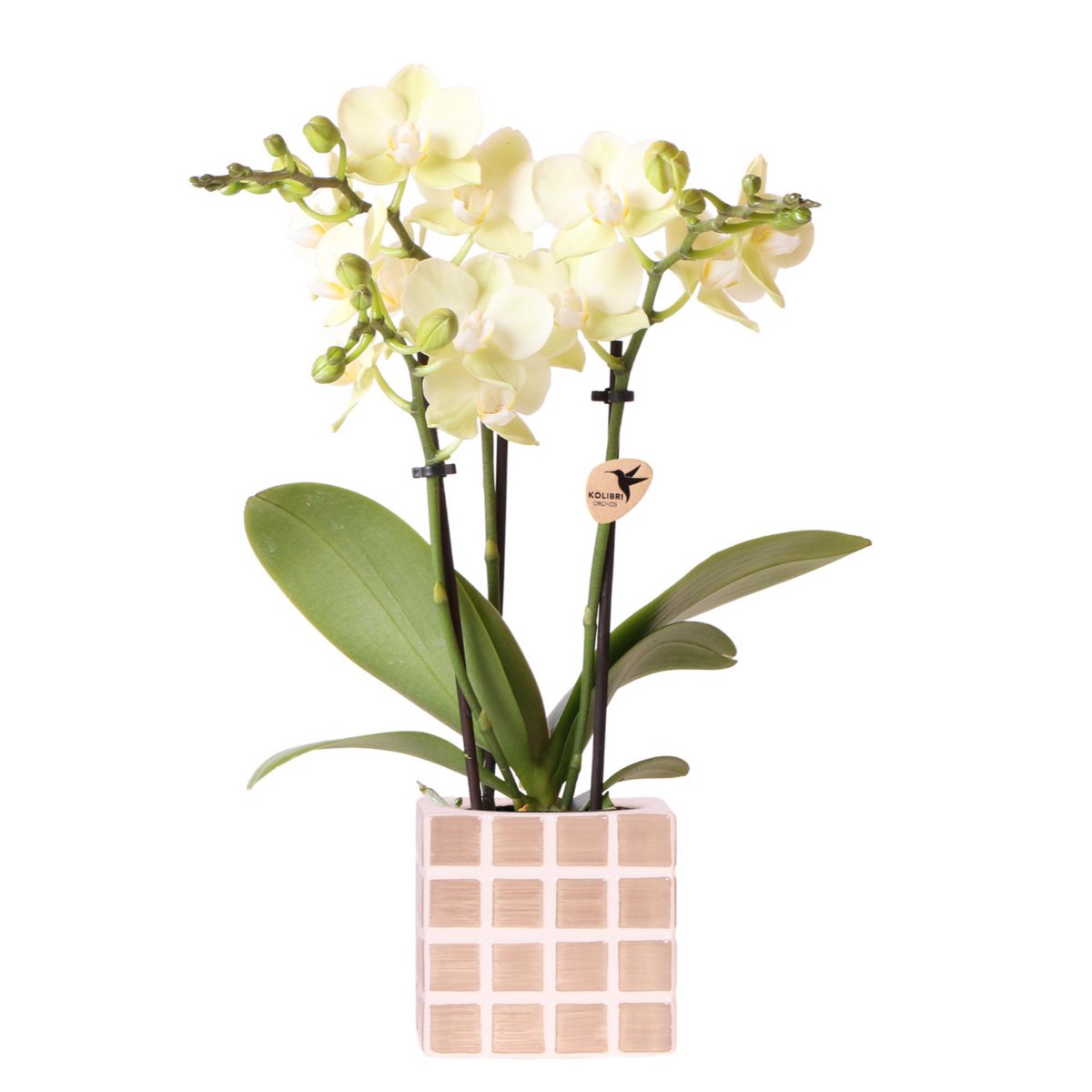 Gele phalaenopsis orchidee in Brown Cube sierpot Ø9cm
