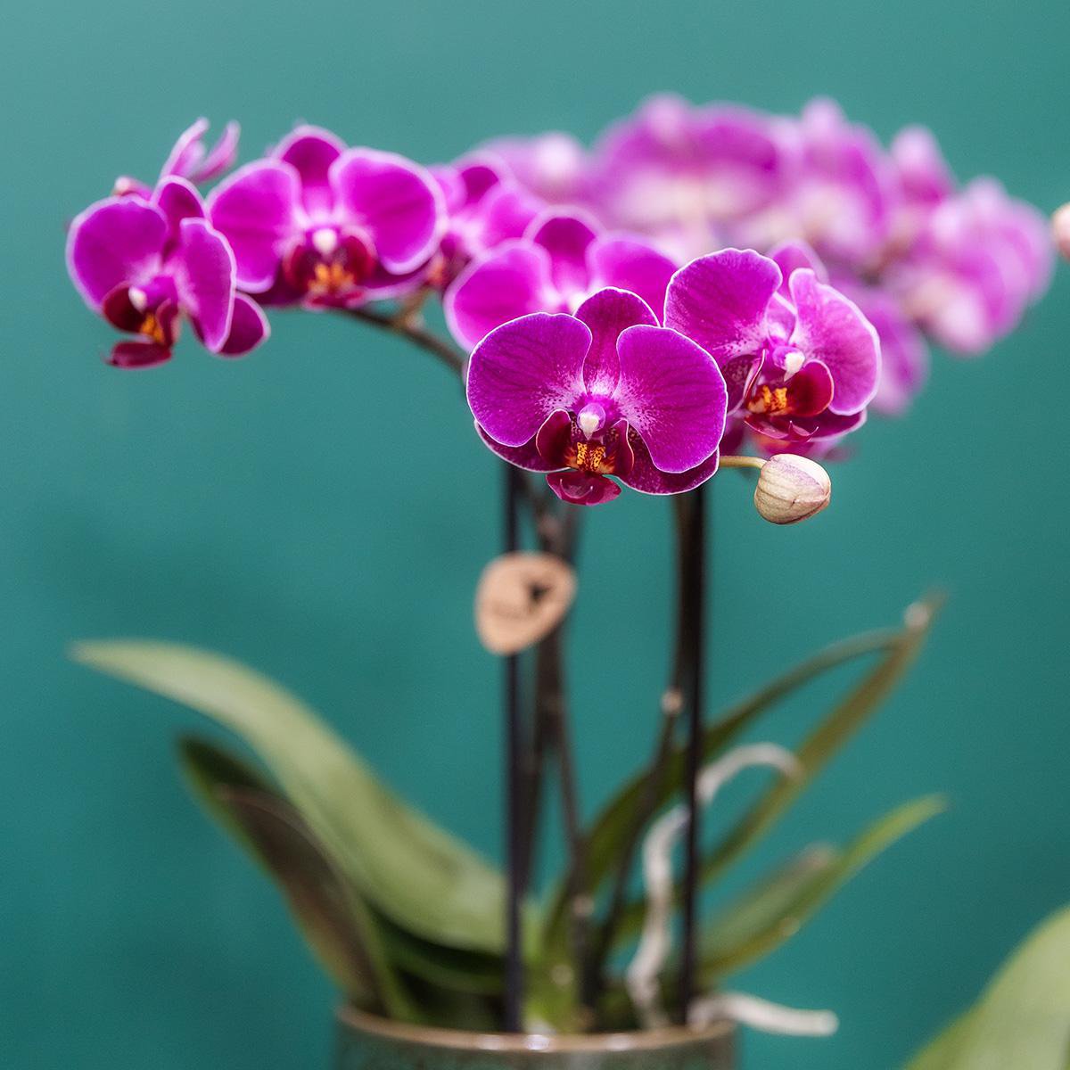 Paarse phalaenopsis orchidee Classy Green potmaat Ø9cm