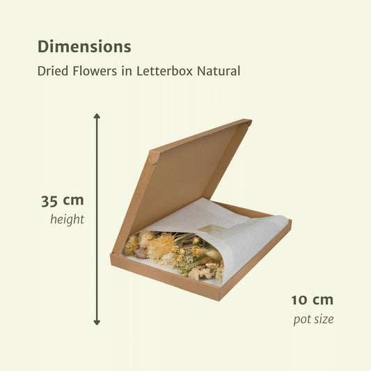 Droogbloemen Brievenbuspakket  multi natuurlijk