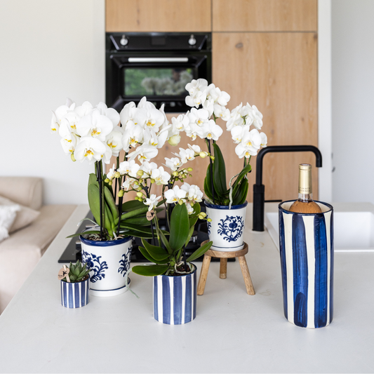 Witte orchidee Dutch Blauw Sierpot Wit Ø9cm