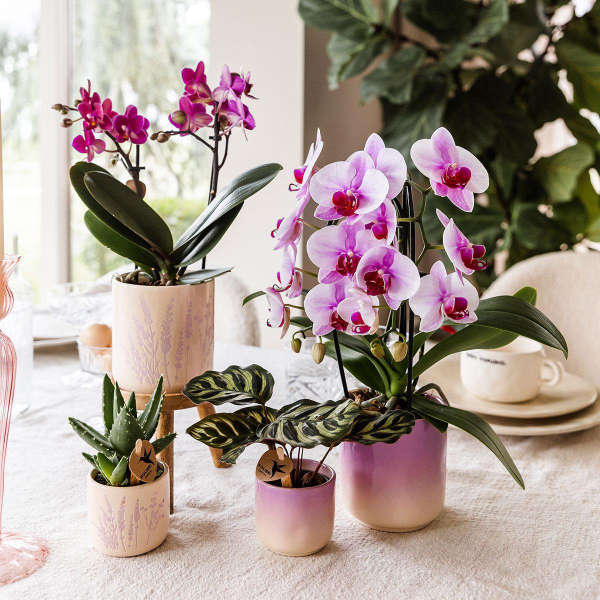 Pink Orchid Ombre Pot Pink White Ø9cm
