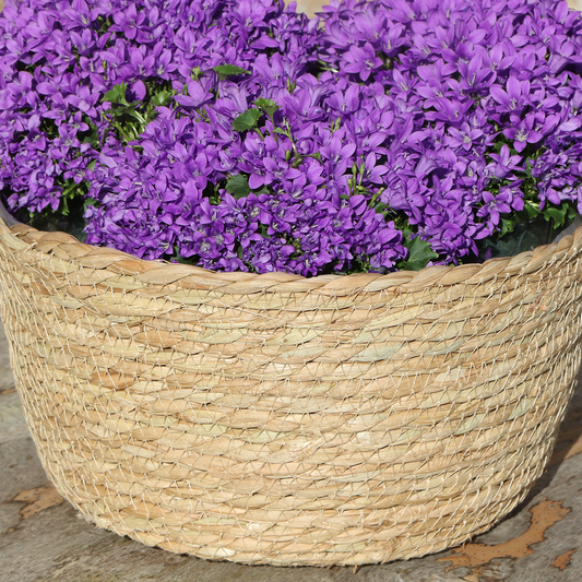 Campanula Addenda Ambella Paars Rieten mand met Campanula met watergeefsysteem 3 stuks 12cm